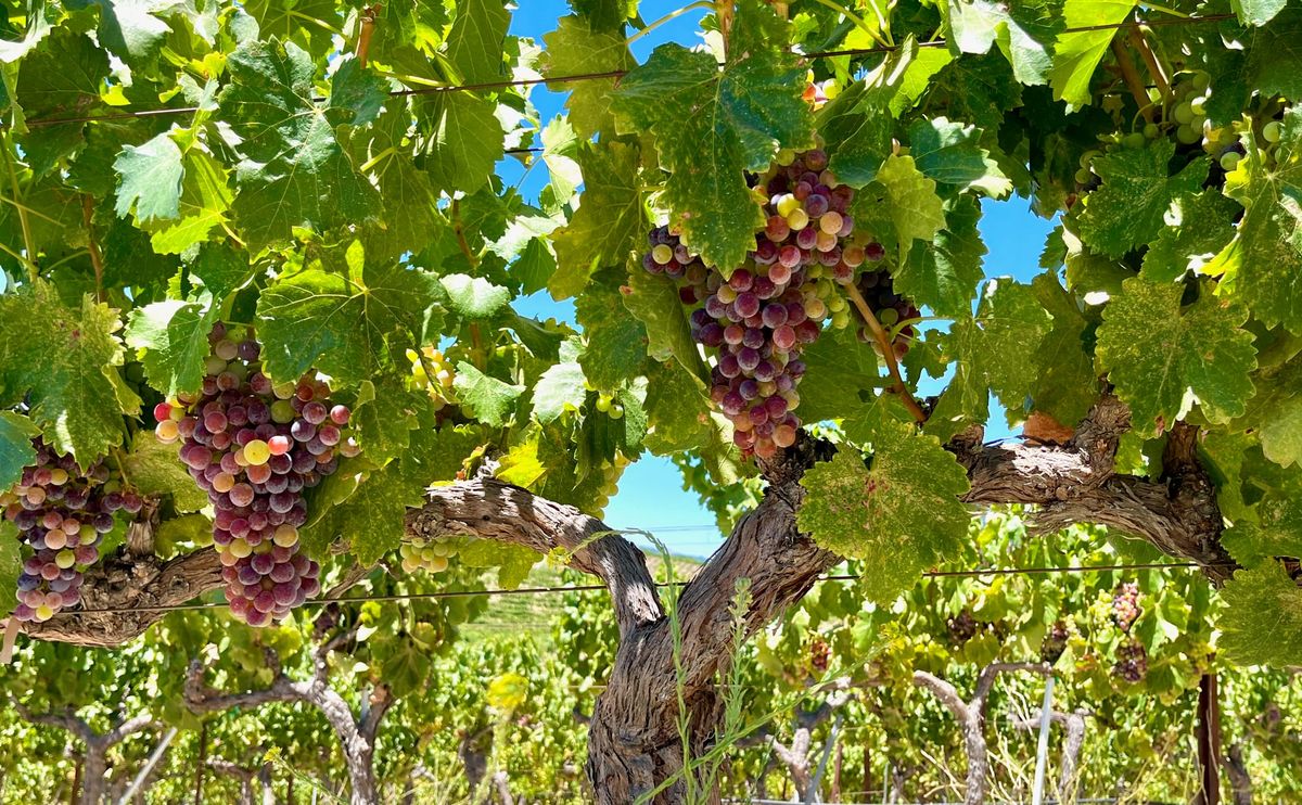 Veraison 2026 suggests that our earliest-ever harvest is coming, maybe as soon as two weeks