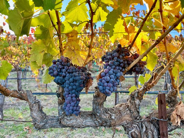 Harvest 2025 draws to a close, interrupted but not derailed by rain