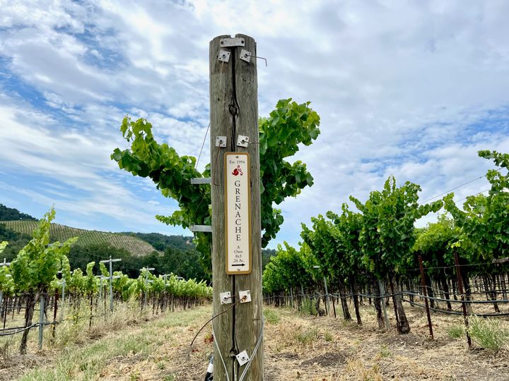 Our original nursery block, source of most of California's Rhone Cuttings, still teaching us lessons at age 32
