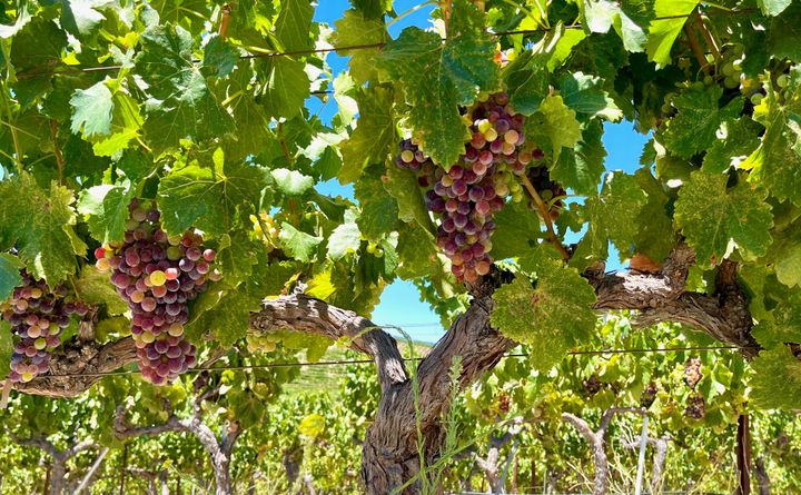 Veraison 2026 suggests that our earliest-ever harvest is coming, maybe as soon as two weeks
