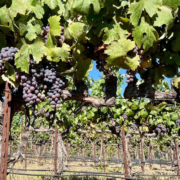 Harvest 2026 at the quarter-pole: even better quality (and even lower yields) than we were anticipating