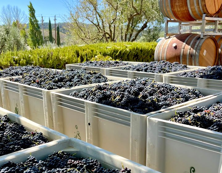 Harvest at its midpoint: is 2026 really early in Paso Robles, or is it just Grenache?