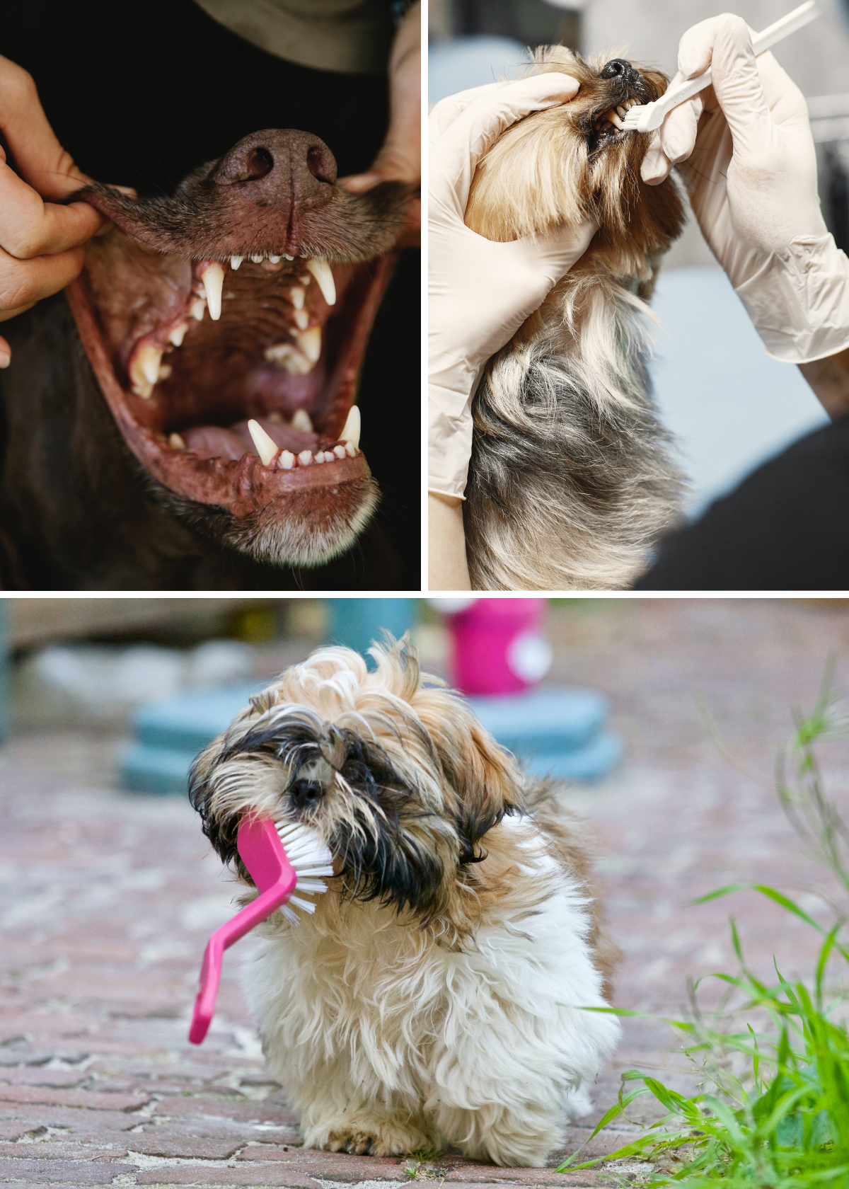 The Ultimate Guide to Dog Toothbrushes in 2024: Ensuring Your Pooch's Pearly Whites!