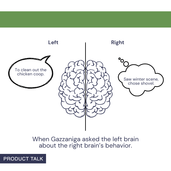 An illustration of a brain split into left and right hemispheres. The left side has a speech bubble that says, "To clean out the chicken coop." The right side has a thought bubble that says, "Saw winter scene, chose shovel." Caption reads, "When Gazzaniga asked the left brain about the right brain’s behavior."