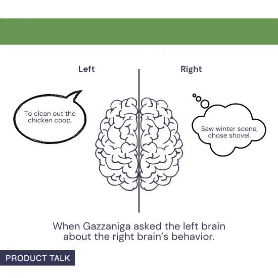 An illustration of a brain split into left and right hemispheres. The left side has a speech bubble that says, "To clean out the chicken coop." The right side has a thought bubble that says, "Saw winter scene, chose shovel." Caption reads, "When Gazzaniga asked the left brain about the right brain’s behavior."