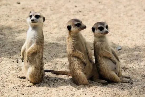 Ask Teresa: Who’s Responsible for What in the Product Trio?