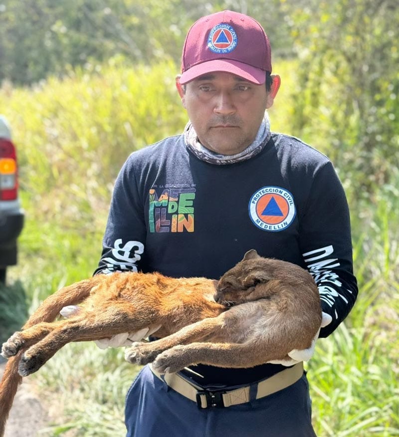 ¡ENCUENTRAN FELINO SILVESTRE SIN VIDA EN RANCHO DEL PADRE!