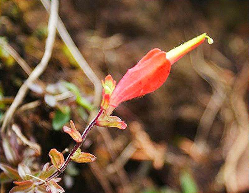¡Y REGISTRAN NUEVA ESPECIE VEGETAL!