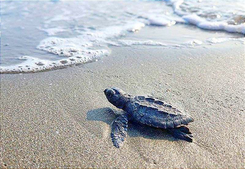 ¡YA SON 21 LAS TORTUGAS MUERTAS!