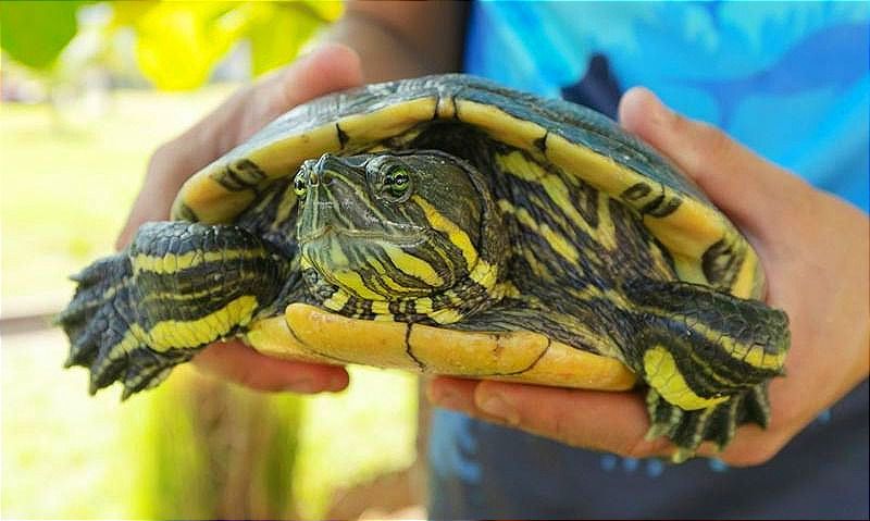 ¡SE LLEVAN 15 TORTUGAS DE YERI MUA! -Se encontraban en un estanque de Lomas del Sol