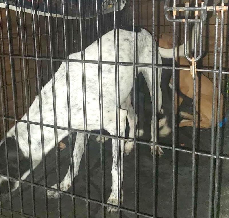 ¡“CANIBALISMO” ENTRE PERROS!