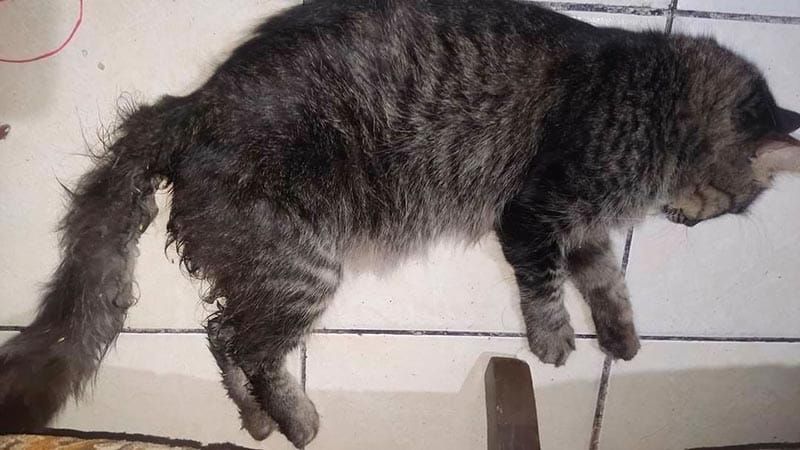 ¡ZOOFILIA EN LOMAS DE RÍO MEDIO 3! -