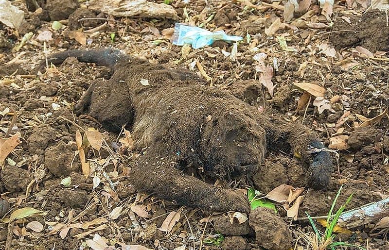 ¡APARECEN MÁS MONOS AULLADORES MUERTOS!