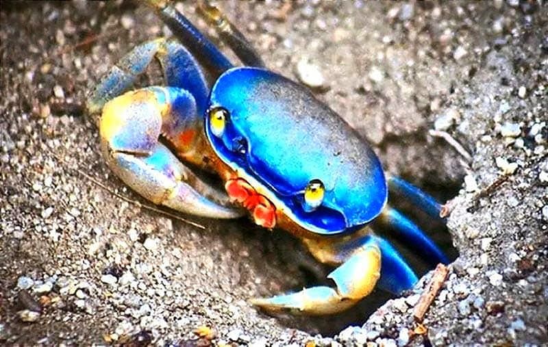 ¡OPERACIÓN CANGREJO AZUL! - *Luchan por preservarlo en el manglar de Mandinga y en la Riviera Veracruzana