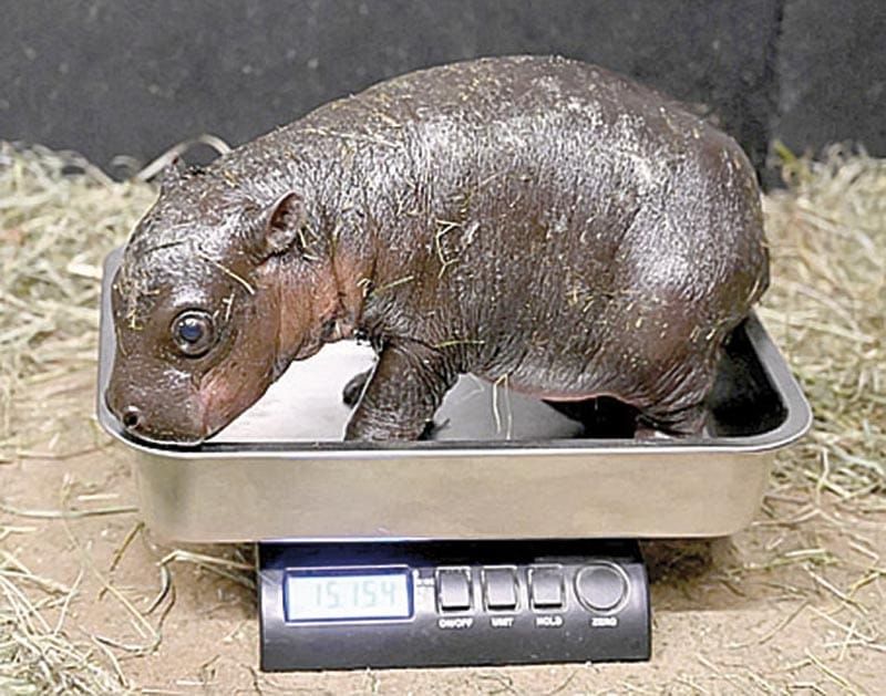¡ZOOLÓGICO DE EU RECIBE A HIPOPÓTAMO PIGMEO!