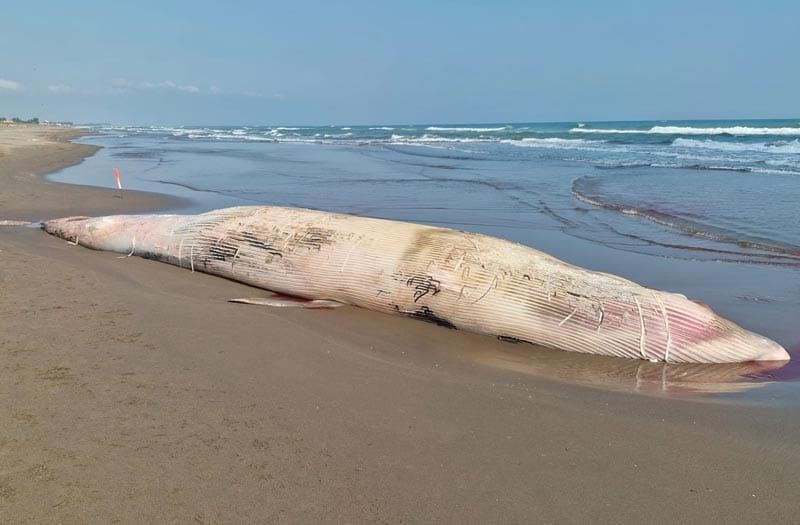 ¡ENCALLA “MONSTRUO”! - *De 12 metros de largo por 5 de ancho *TUXPAN