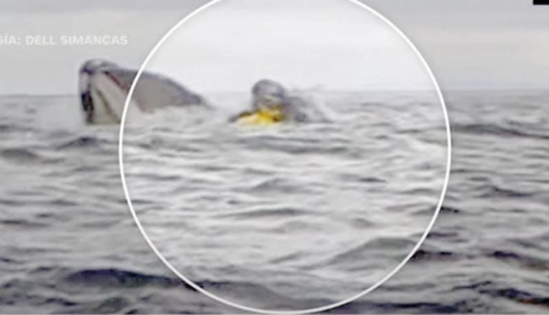 ¡BALLENA TRAGA A UN HOMBRE QUE NAVEGABA EN KAYAK; SU PAPÁ GRABA EL MOMENTO!