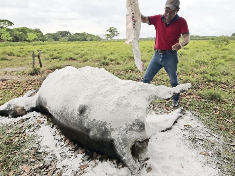 ¡REPORTAN MUERTE MASIVA DE RESES EN TABASCO!