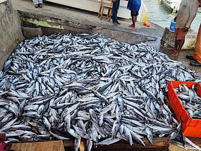 ¡BAJA EL PESCADO!