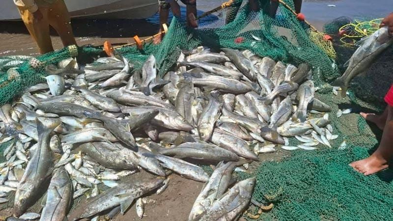 ¡MEGA-PESCA DE RÓBALO!