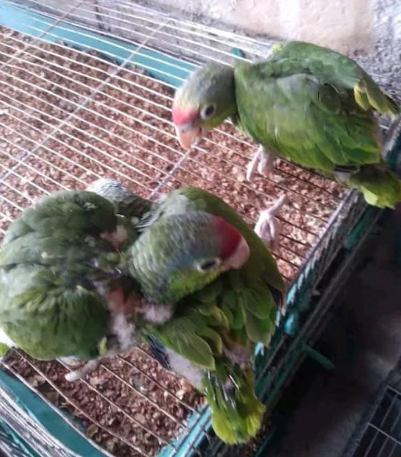 ¡TRÁFICO DE FAUNA SILVESTRE!