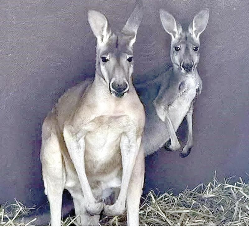 ¡CAEN SIETE EN HIDALGO CON ARMAS...¡Y DOS CANGUROS!!