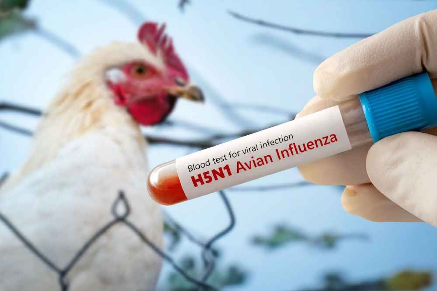 ¡PRIMER CASO HUMANO DE INFLUENZA AVIAR EN MÉXICO! - AGUAS