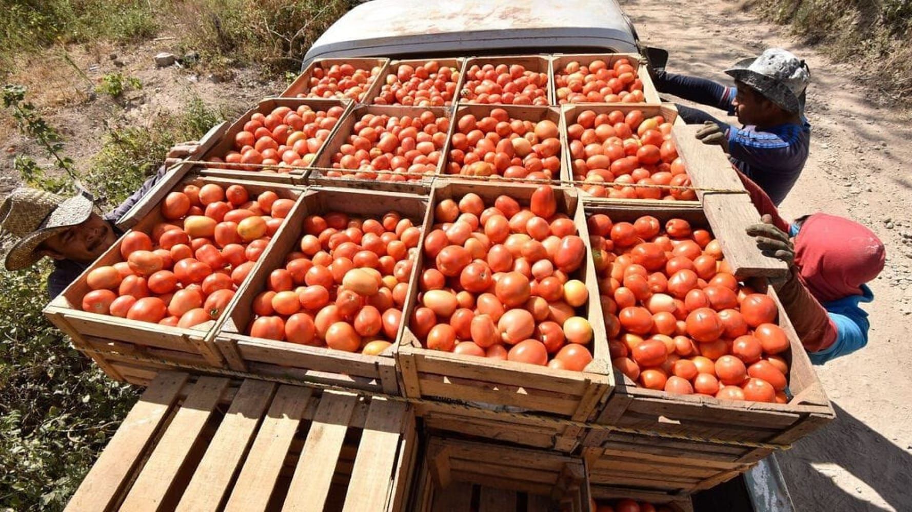 ¡LA CÁTSUP SERÁ MÁS CARA: AGRICULTORES ADVIERTEN QUE EL ARANCEL AL JITOMATE IMPACTARÁ EN PRECIOS!