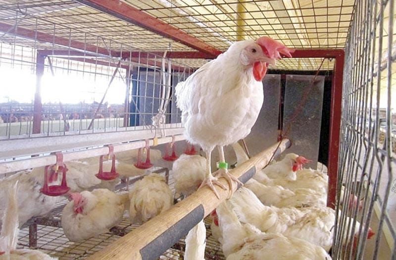 ¡MÉXICO SUSPENDE IMPORTACIÓN DE POLLO DE BRASIL POR INFLUENZA! - SECRETARIA DE AGRICULTURA