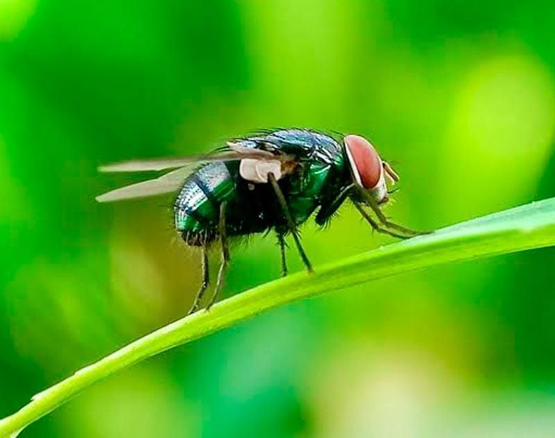 ¡ES CONTAGIOSO Y MORTAL! - *Lo transmite una mosca…