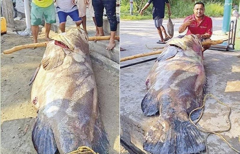 ¡CAPTURAN PEZ DE 300 KILOS EN TABASCO!