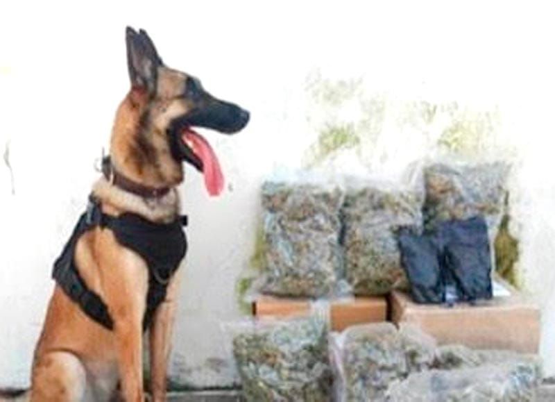 ¡ASEGURAN 3.7 KILOS DE MARIHUANA EN ESTAFETA!