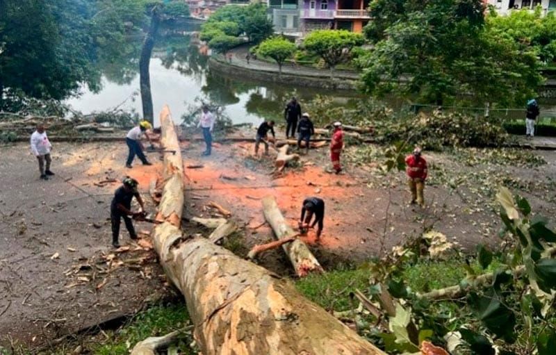 ¡ÁRBOL DE 10 METROS DE ALTURA CAE EN EL PASEO DE LOS LAGOS!