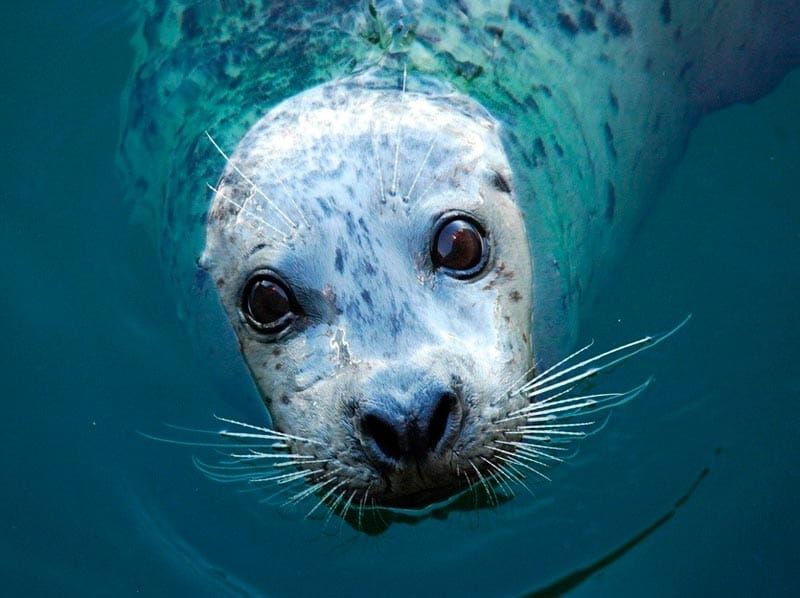 ¡JAQUE AL ACUARIO!
