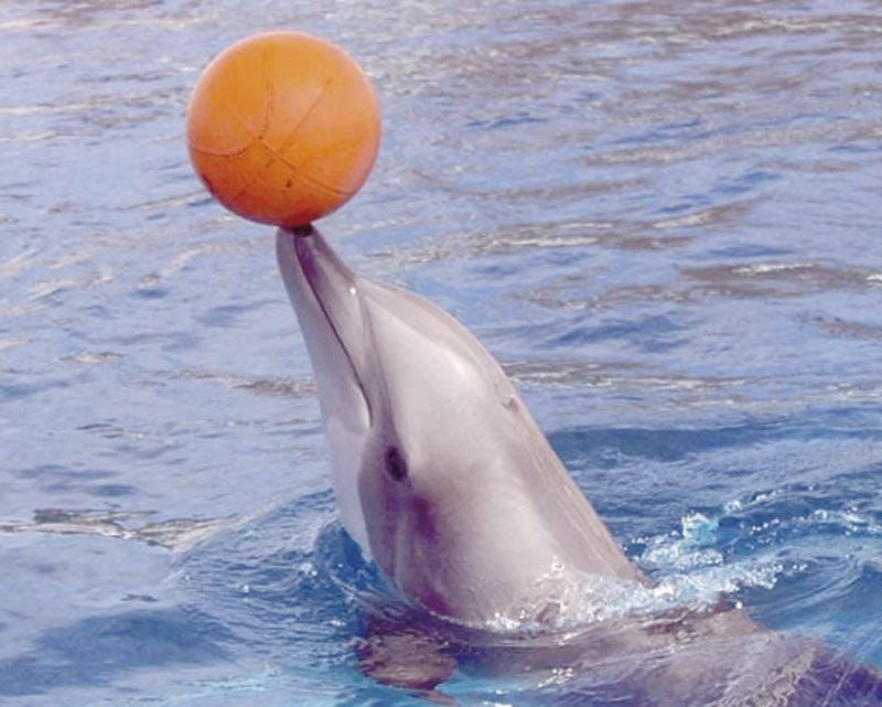 ¡ADIÓS A LOS SHOWS CON DELFINES!