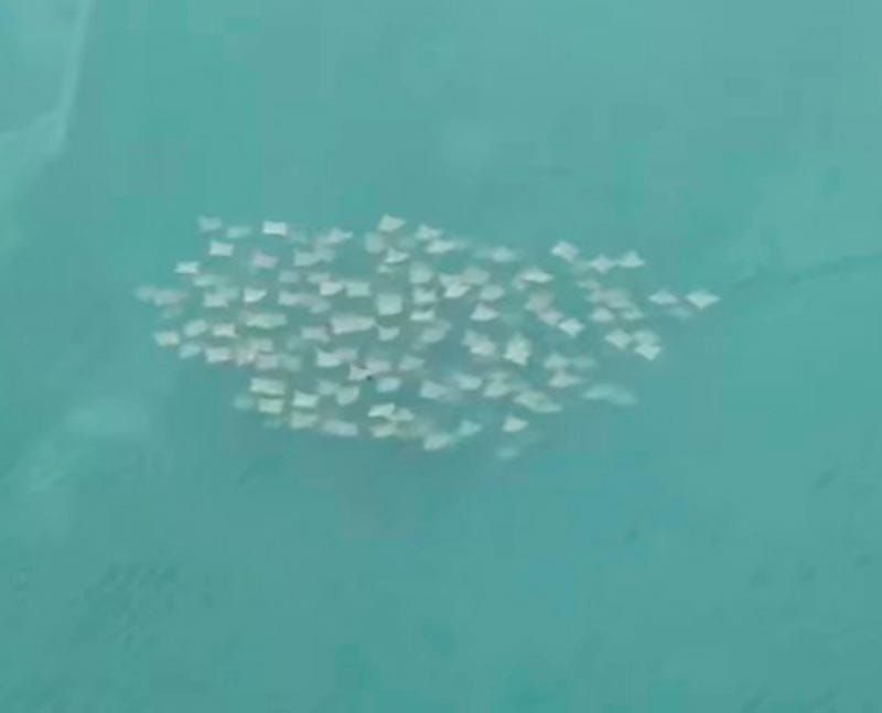 ¡FAMILIA DE MANTARRAYAS!