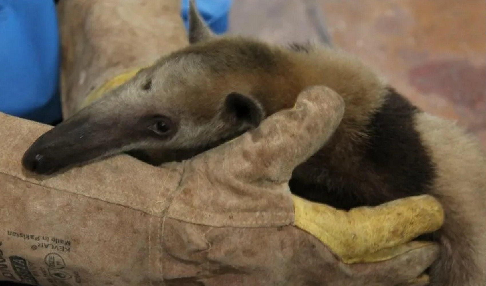 ¡RESCATAN A DOS OSOS HORMIGUEROS EN SALSIPUEDES!