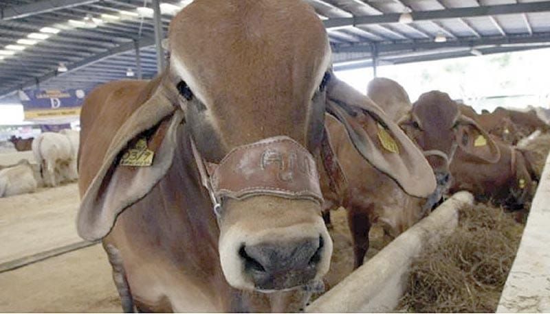 ¡SUKARNE NO RECIBE EMBARQUE DE 5 MIL CABEZAS DE GANADO DE NICARAGUA!