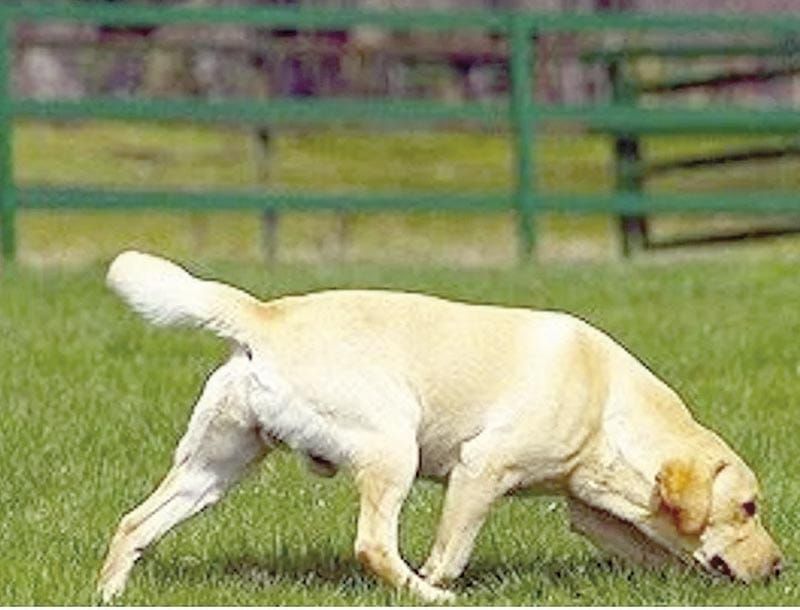 ¡ENTRENAN CANINOS PARA DETECTAR GUSANO BARRENADOR DEL GANADO!