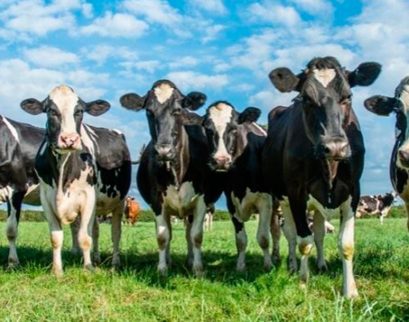 ¡PEGA EL GUSANO BARRENADOR! - A 14 MUNICIPIOS DE VERACRUZ