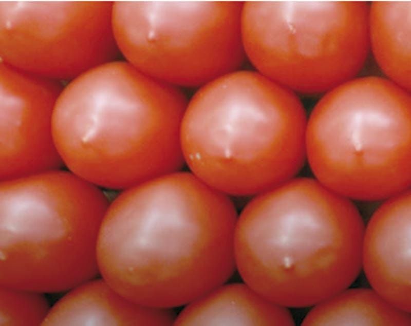 ¡TUMBARÍA ARANCEL VENTA DE JITOMATE!