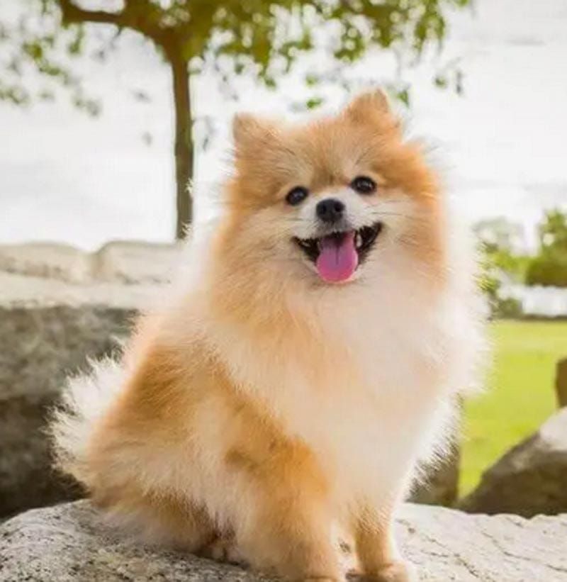 ¡ROBAN PERRITA RAZA POMERANIA EN LOS TORRENTES!
