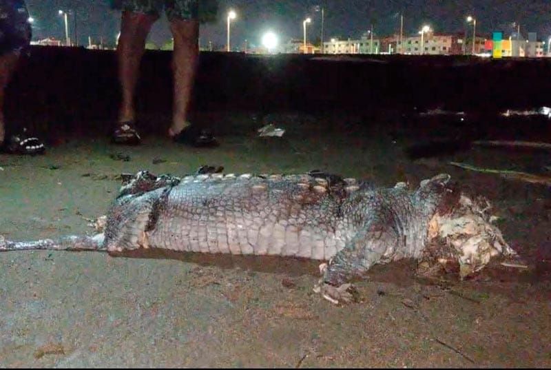¡ENCUENTRAN COCODRILO MUTILADO!