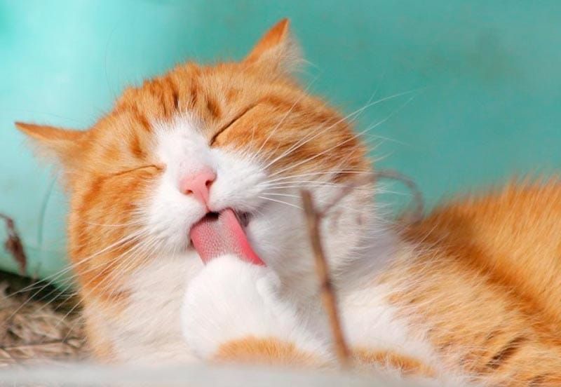 ¡DÍA MUNDIAL DEL GATO!