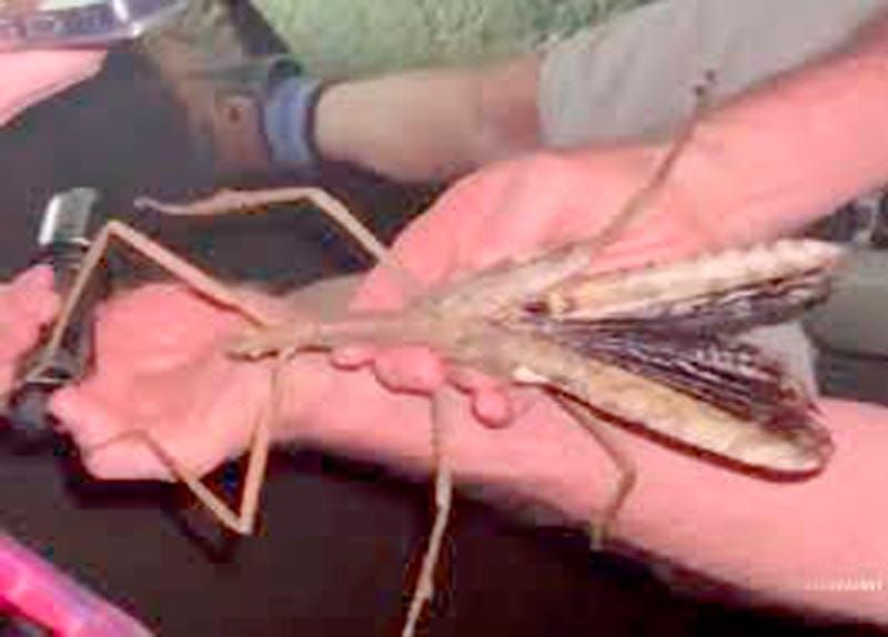 DESCUBREN EN AUSTRALIA EL QUE PODRÍA SER EL INSECTO PALO MÁS PESADO JAMÁS ENCONTRADO