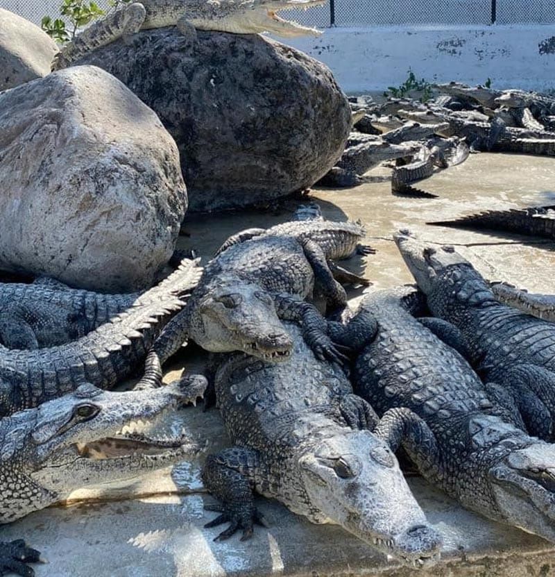 ¡ROBAN 60 COCODRILOS! - DE LA GRANJA DE LA ANTIGUA