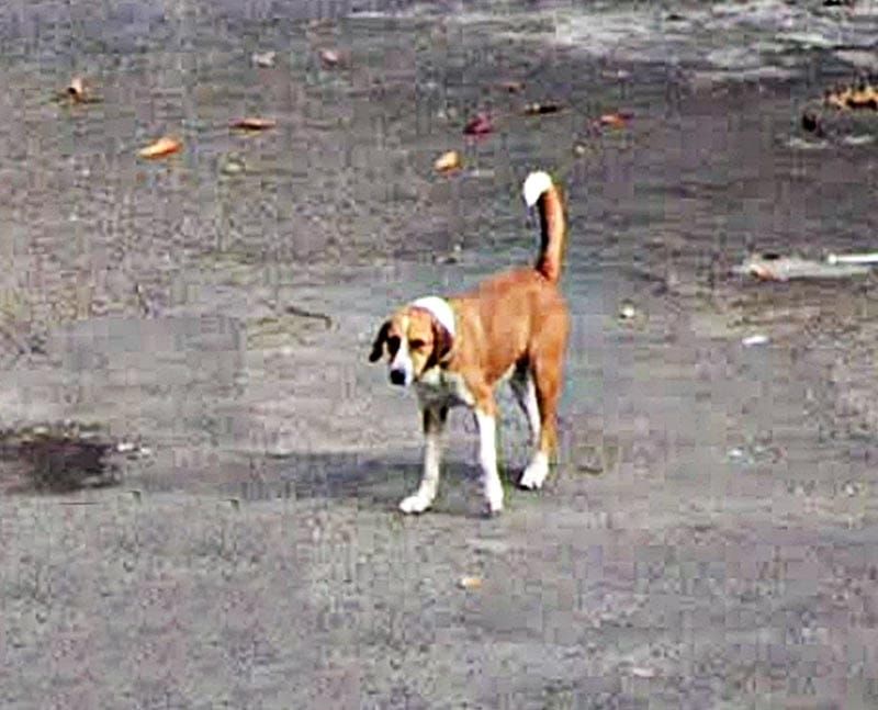 ¡VECINO AMENAZA CON ENVENENAR A LOS PERRITOS CALLEJEROS!