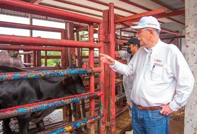 ¡ERAN GRINGAS! - CONTRA GUSADO BARRENADOR