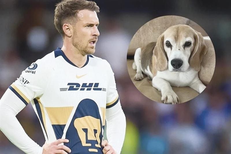 ¡OFRECE RAMSEY RECOMPENSA DE 10MD PARA RECUPERAR A SU PERRO!