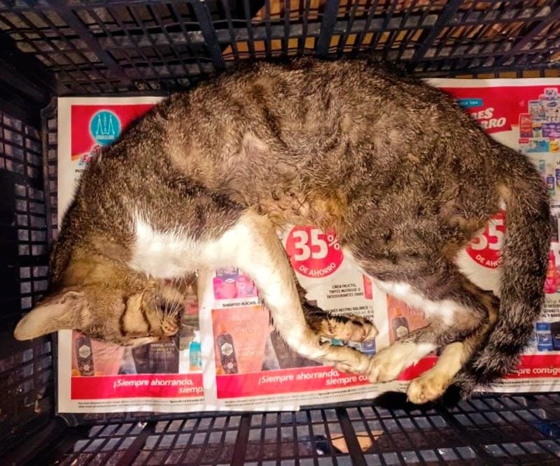 ¡RESCATISTA ANIMAL DENUNCIA EL ENVENENAMIENTO DE 33 GATOS!